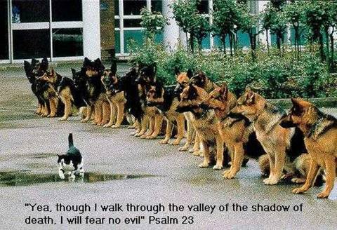 Image result for tho I walk thru the valley of death police dogs cay