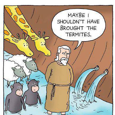 noah and termites