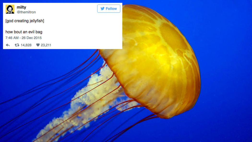 god-created-animals-jellyfish