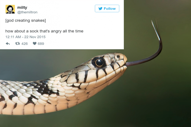 god-created-animals-snake