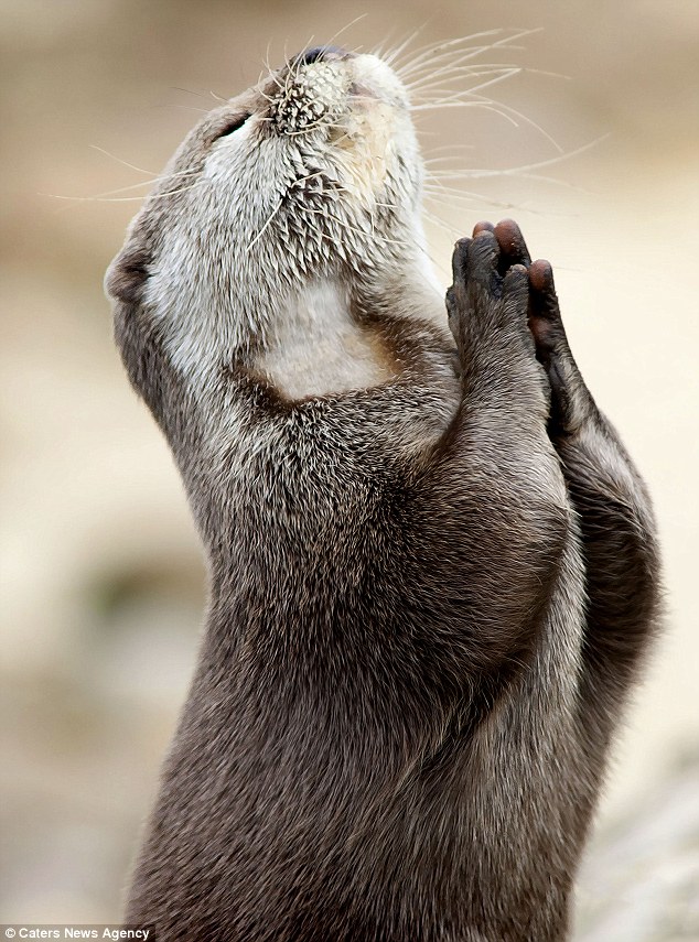 praying-2Botter.jpg